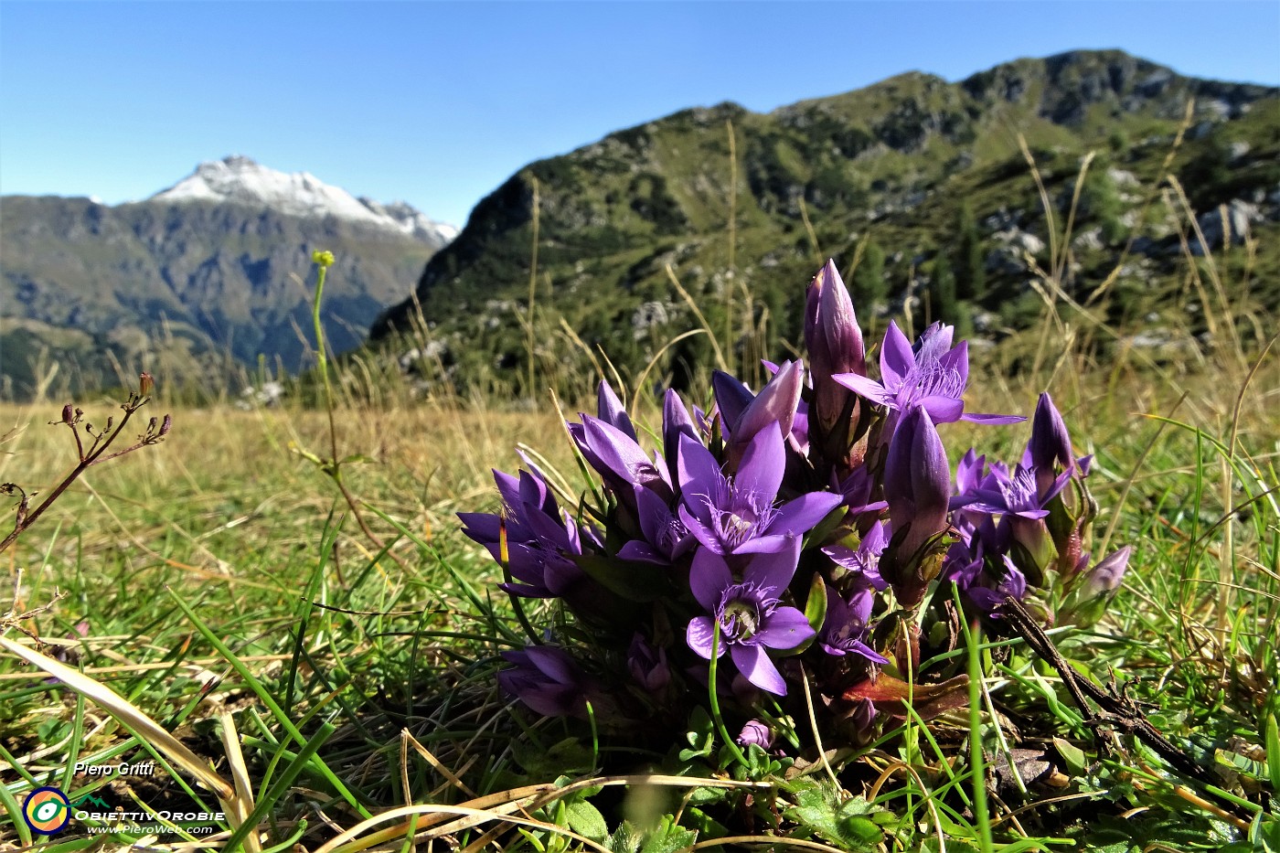 16 Gentiana anisodonta ramosa.JPG -                                